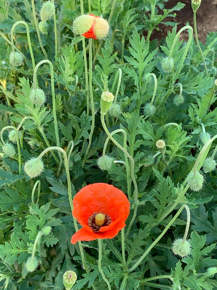 ヒナゲシの投稿画像 By Yoshiさん 花好き男子と春うらら と一日の始まりですと土曜日の思い出と花のある暮らしとおはようございます と花が好き 月4月11日 Greensnap グリーンスナップ