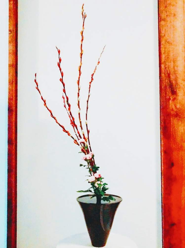 小菊の投稿画像 By どどどんさん 赤目柳と小菊 と生花と池坊といけばなと花のある暮らしと赤目やなぎ 月4月11日 Greensnap グリーンスナップ