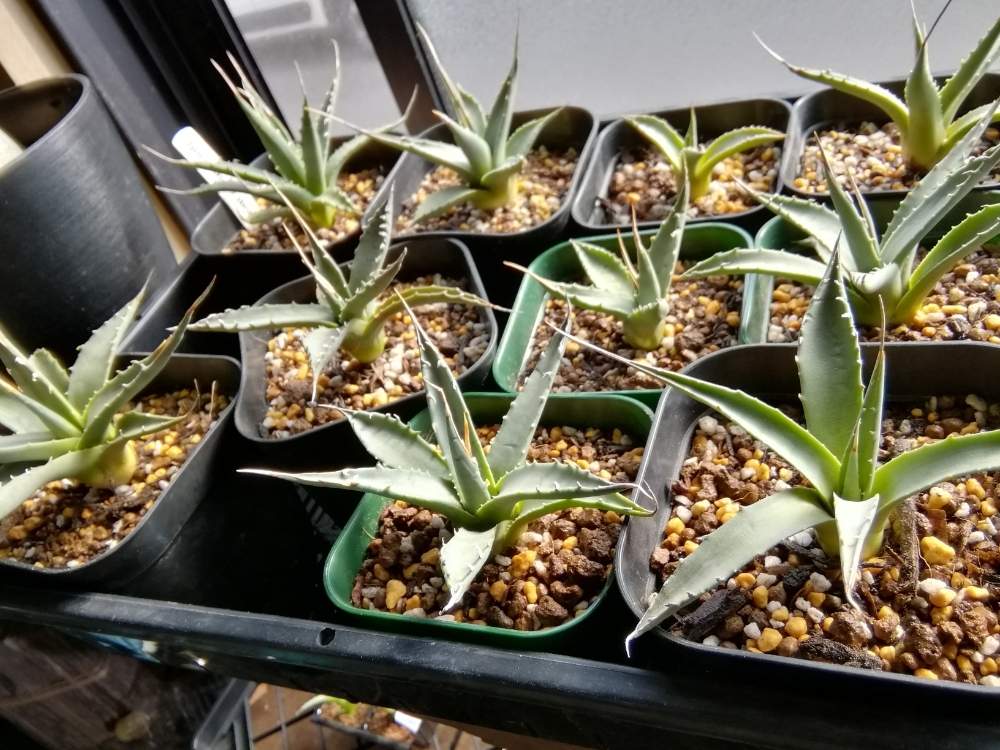 NEW即納アガベ　ユタエンシス　エボリスピナ　一期一会　多肉植物　Agave utahensis eborispina アガベ