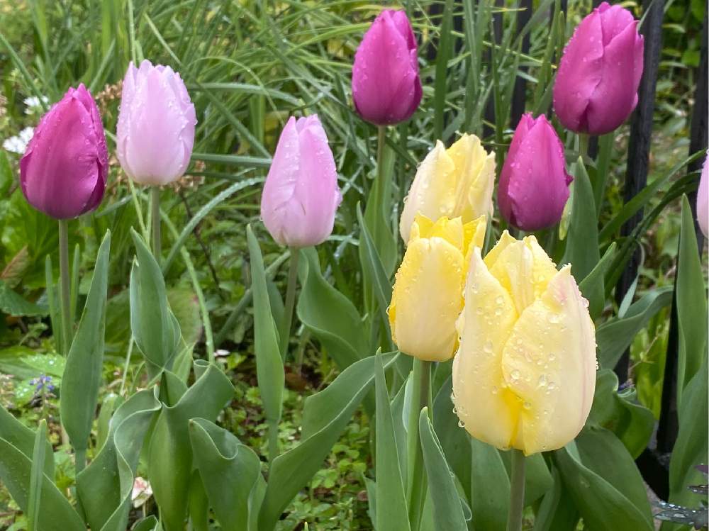 チューリップの投稿画像 By ムーミン谷の花屋さん 月4月11日 Greensnap グリーンスナップ