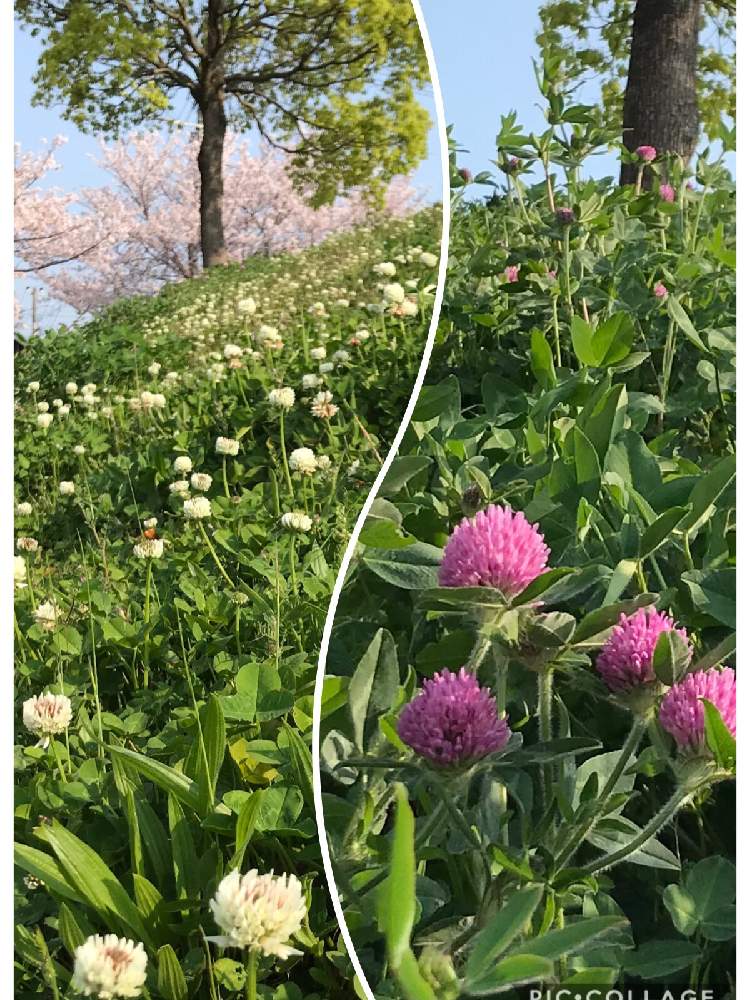 シロツメクサの投稿画像 By 赤毛のアンさん アカツメクサと花のある暮らしとウォーキングの楽しみ 月4月11日 Greensnap グリーンスナップ