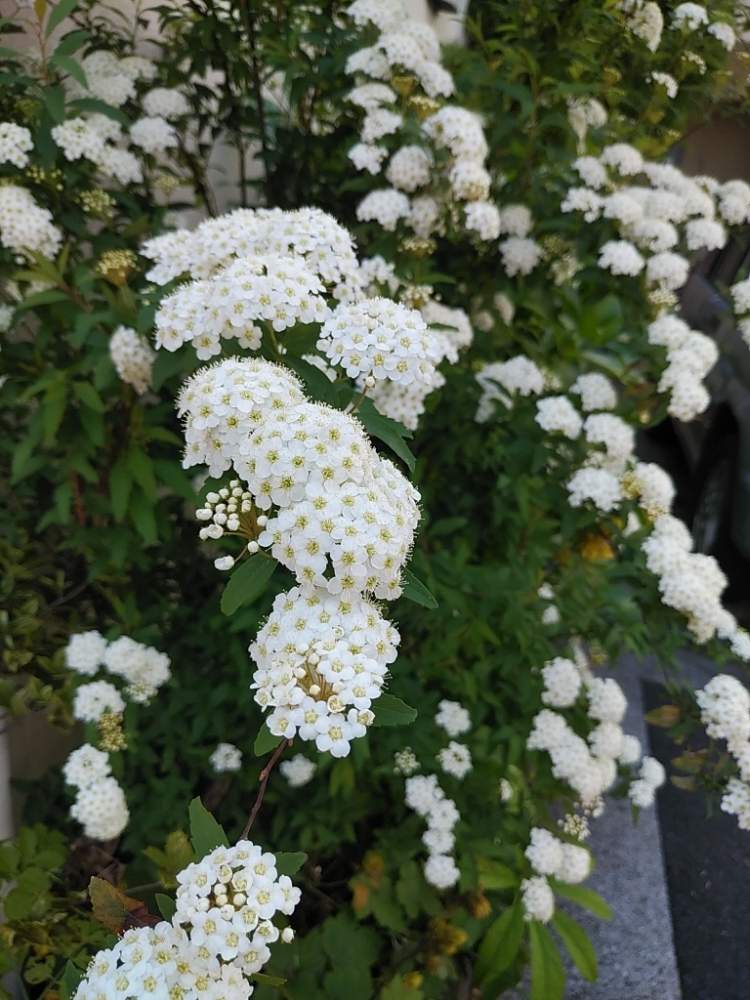 コデマリの投稿画像 By 96さん 育てやすいと毎年咲くと小花とかわいいな と咲いた 月4月11日 Greensnap グリーンスナップ