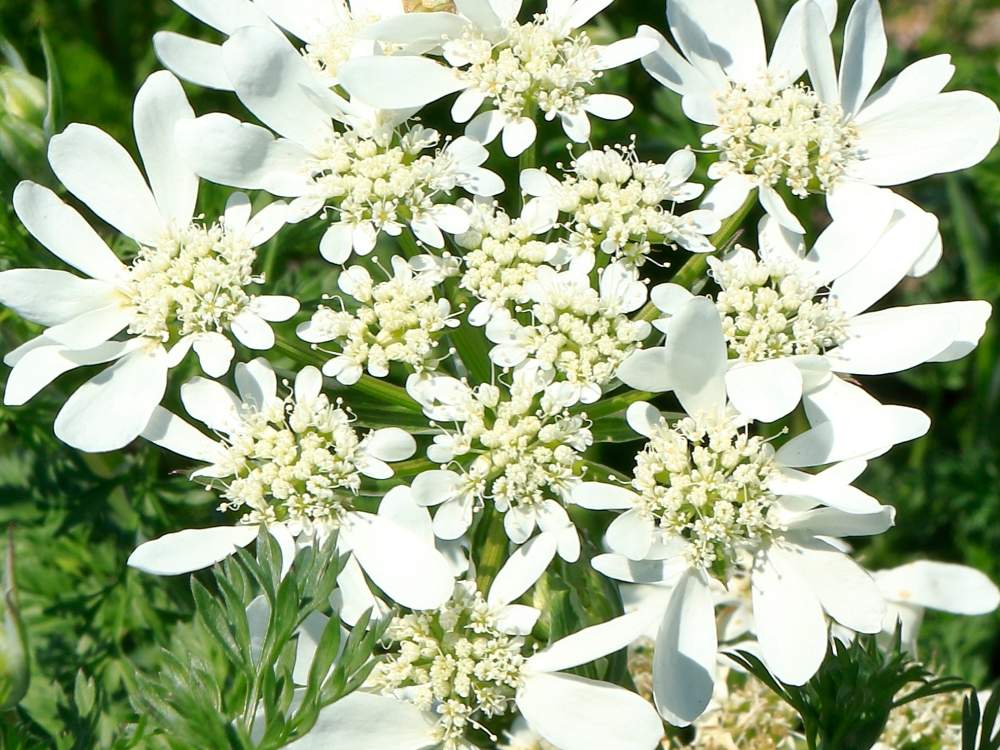 オルレアの投稿画像 By Minibaraさん 花のある暮らし 月4月11日 Greensnap グリーンスナップ