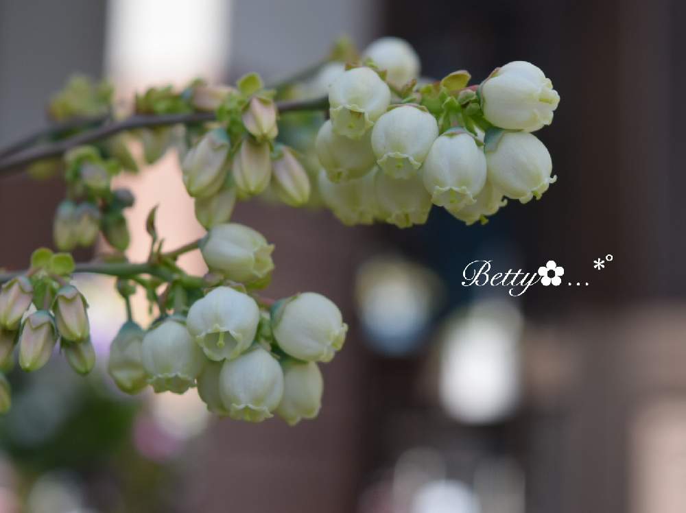 ブルーベリー サザンハイブッシュ系の投稿画像 By ベティさん 花のある暮らしと白い花 と鉢植えブルーベリーとブルーベリー ダップリン 月4月11日 Greensnap グリーンスナップ