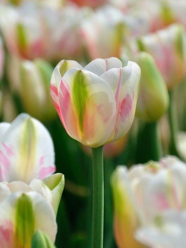 チューリップの投稿画像 By Kagraさん 可愛い花と チューリップと淡い色合いと綺麗な花とガーデニング 月4月11日 Greensnap グリーンスナップ