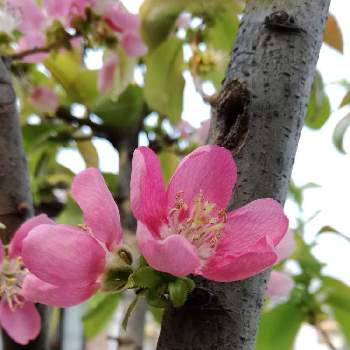 果実の花の投稿画像一覧 Greensnap グリーンスナップ