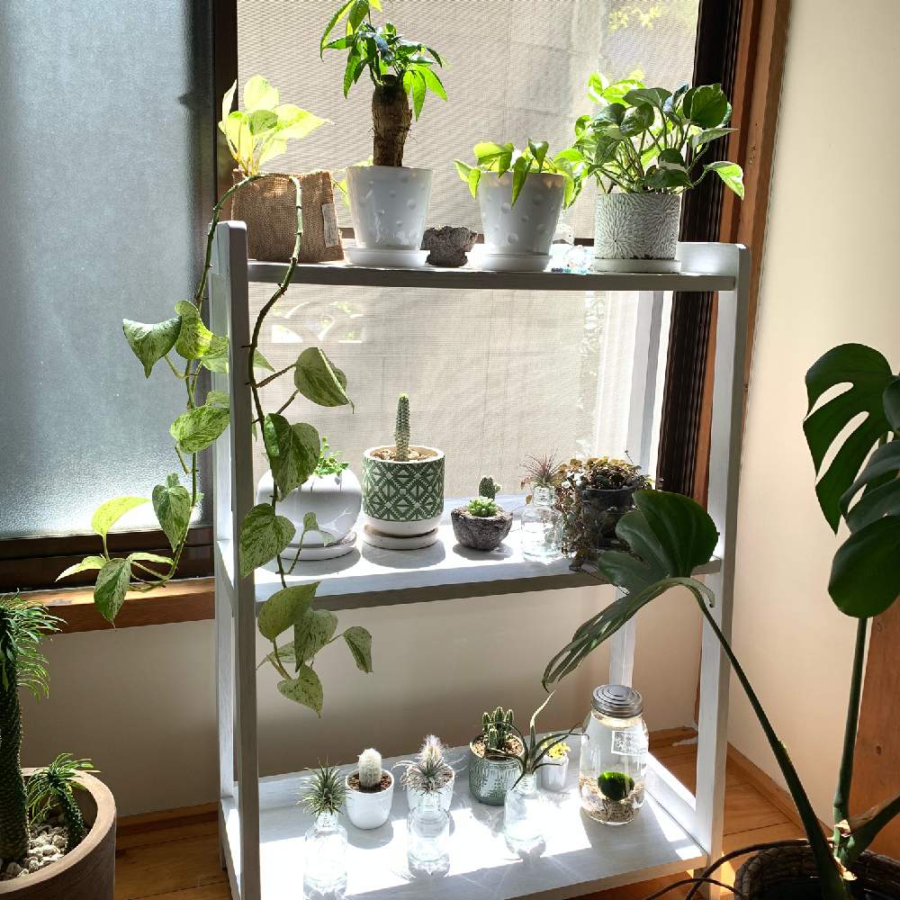 アパートの投稿画像 By Mi Soさん 多肉植物とサボテン科とグリーンのある暮らしとお部屋のグリーンとポトス とおうち園芸と多肉植物 とサボテンとdiyが好きと北向き玄関とインテリアグリーンとアパートガーデン 月4月11日 Greensnap グリーンスナップ