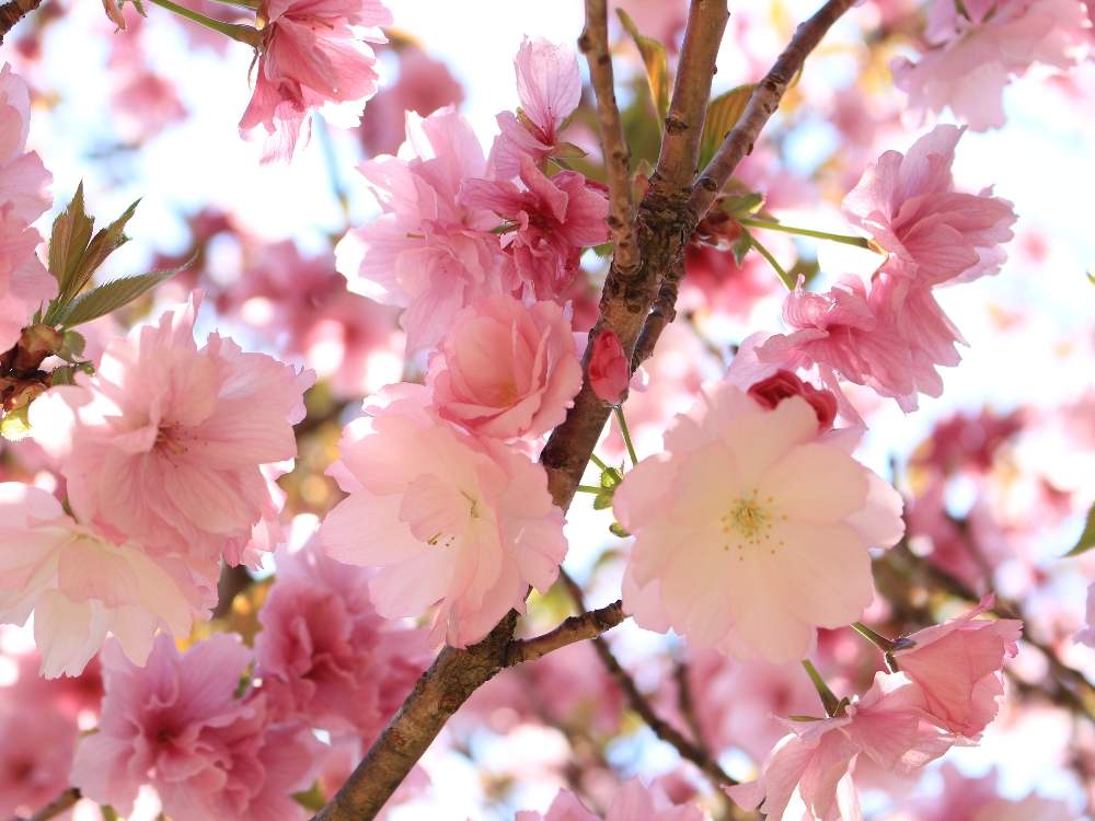 里桜 菊桜 の投稿画像 By 92さん 里桜と桜フォトコンと植物中毒患者と可憐と植物がモデル と一眼レフと植物と植中毒とさくら と完全に植中毒とキャノン一眼レフとバラ科と美しいと花のある暮らし 月4月11日 Greensnap グリーンスナップ 里桜 菊桜 の投稿画像 By 92さん 里桜と桜フォトコンと植物中毒患者と可憐と植物がモデル と一眼レフと植物と植中毒とさくら と完全に植中毒とキャノン一眼レフとバラ科と美しいと花のある暮らし 月4月11日 Greensnap グリーンスナップ