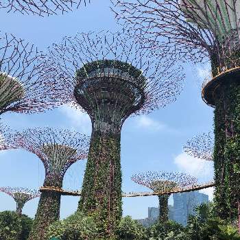 シンガポールで出会った植物の画像 by になさん | シンガポールで出会った植物とおでかけ先と公園とお散歩と旅行先とそらと造花