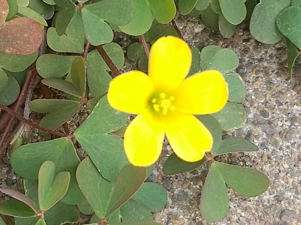 あやちーさんの投稿画像 月4月11日 Greensnap グリーンスナップ