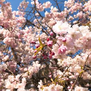 毎日が花曜日♡‧*˚✧の画像 by 森Café さん | お出かけ先としだれ桜と毎日が花曜日♡‧*˚✧と2020桜フォトコンと季節の花を楽しむと自然の恵みと八重咲き好き♡とコロナウイルスに負けるな‼と小さな癒し♡