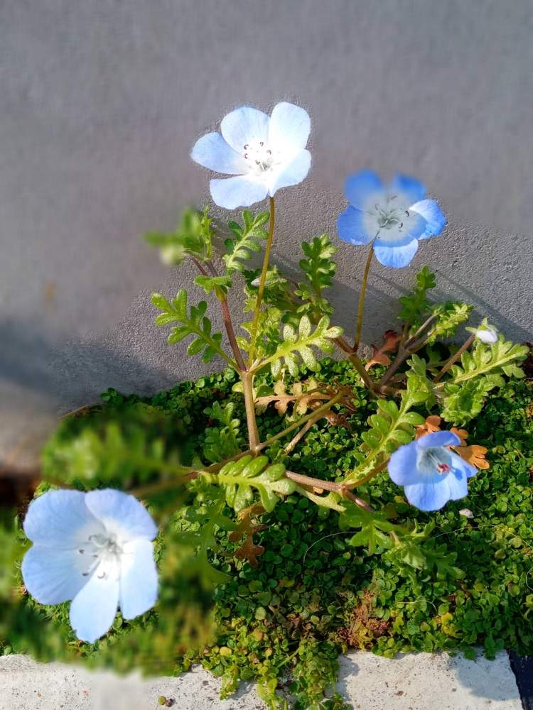 ネモフィラの投稿画像 By まりりそさん スマホ撮影と初心者乙と念願の開花とこぼれ種と花のある暮らし 月4月11日 Greensnap グリーンスナップ