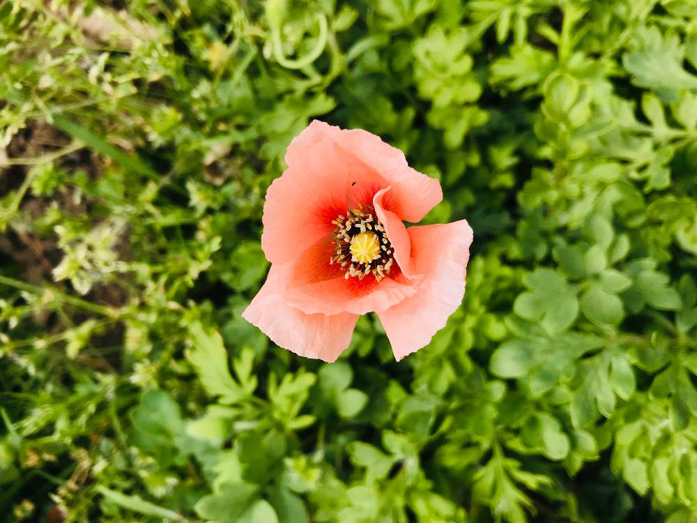 ナガミヒナゲシの投稿画像 By かふさん 自然と癒しと綺麗とかわいいとお花と道端 月4月11日 Greensnap グリーンスナップ
