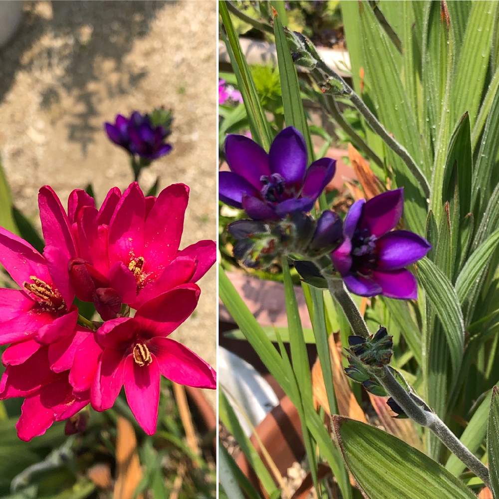 イキシアの投稿画像 By かかちゃんさん バビアナと好きな花と狭いお庭でと春が来た と花のある暮らしと鉢植とよい天気 月4月11日 Greensnap グリーンスナップ