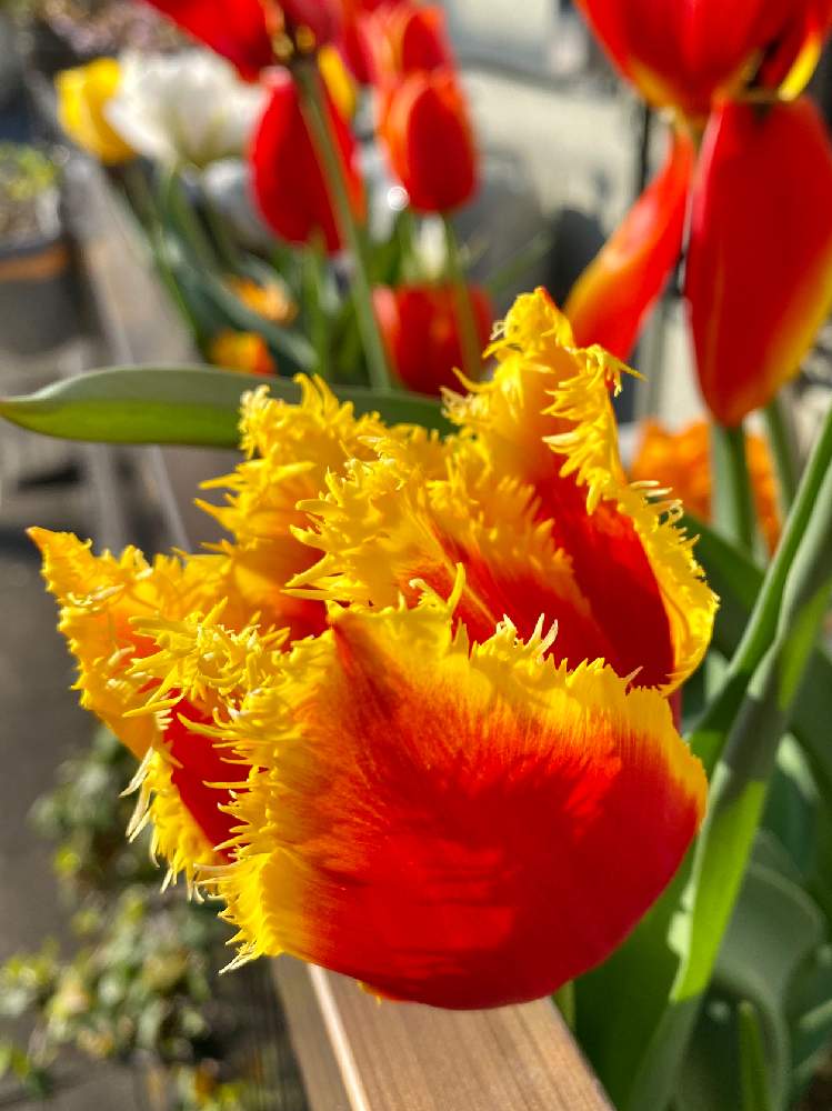チューリップの投稿画像 By さいたまさん お出かけ先と一輪の魅力と赤の輝き とイキイキ と小さい花の癒し と皆様に心から感謝 と他所様のお庭と花のある暮らしと花びらの魅力 とオレンジの素敵とチューリップフォトコンと一輪の魅力と赤の輝き