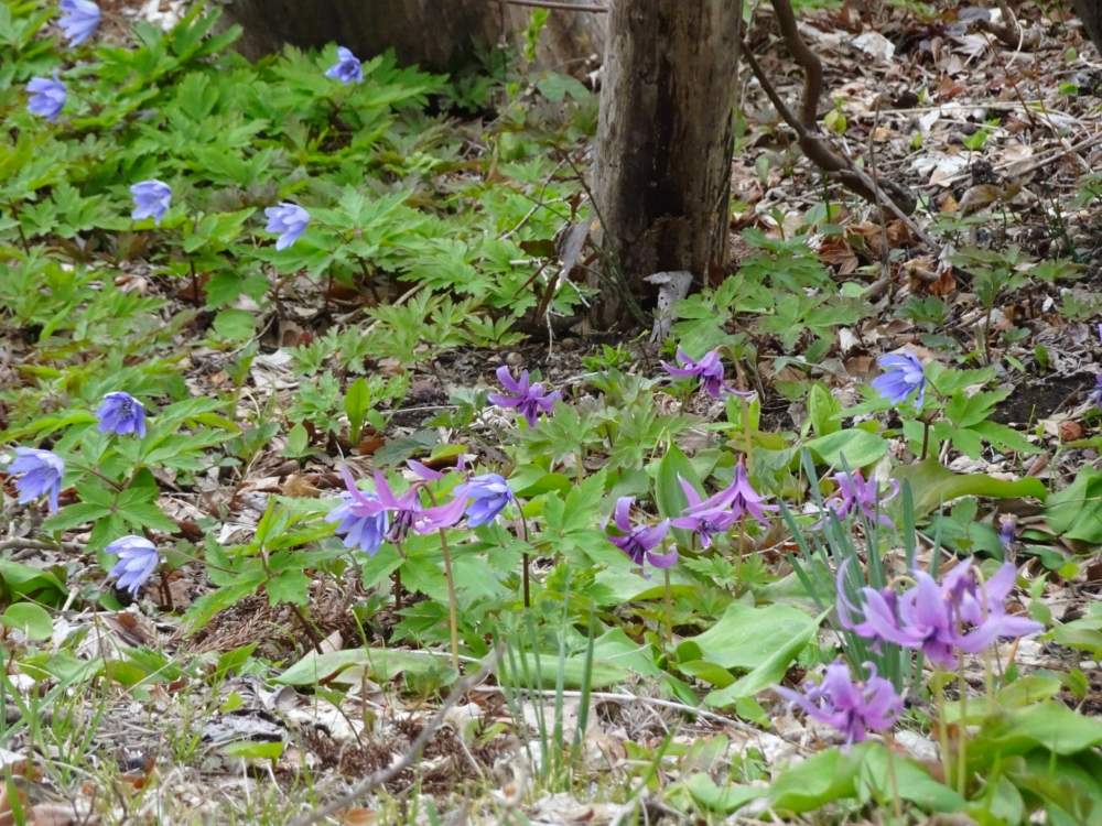 カタクリの投稿画像 By ぽんさん キクザキイチゲと山野草と野草と青森とむらさき 月4月11日 Greensnap グリーンスナップ