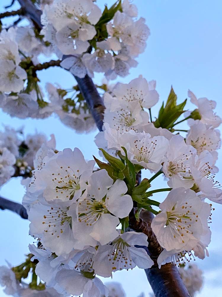 アメリカンチェリー レーニアの投稿画像 By なおさん 植物愛がとまらないとよろしくお願いしますとおうち園芸とさくら 桜 サクラとはるが来た と小さな幸せ と夕方と小さい花と白い花 月4月11日 Greensnap グリーンスナップ
