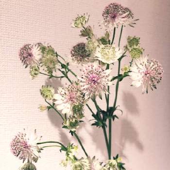 アストランチャの投稿画像一覧 Greensnap グリーンスナップ