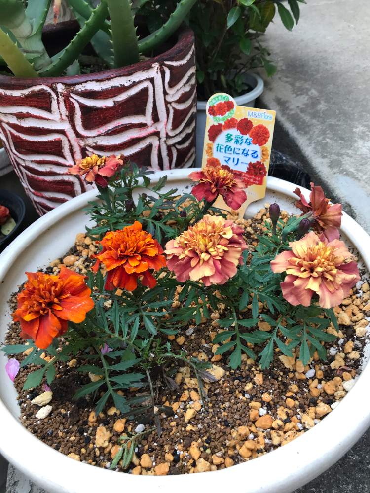 フレンチマリーゴールド ファイヤーボールの投稿画像 By クレアパパさん 植え替え完了 とおうち園芸 月4月11日 Greensnap グリーンスナップ