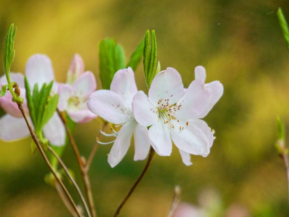 クロフネツツジの投稿画像 By Minoさん 東山植物園と植物のある暮らしと植物散策と植物園と植物散歩と花のある暮らしとツツジ科 月4月11日 Greensnap グリーンスナップ