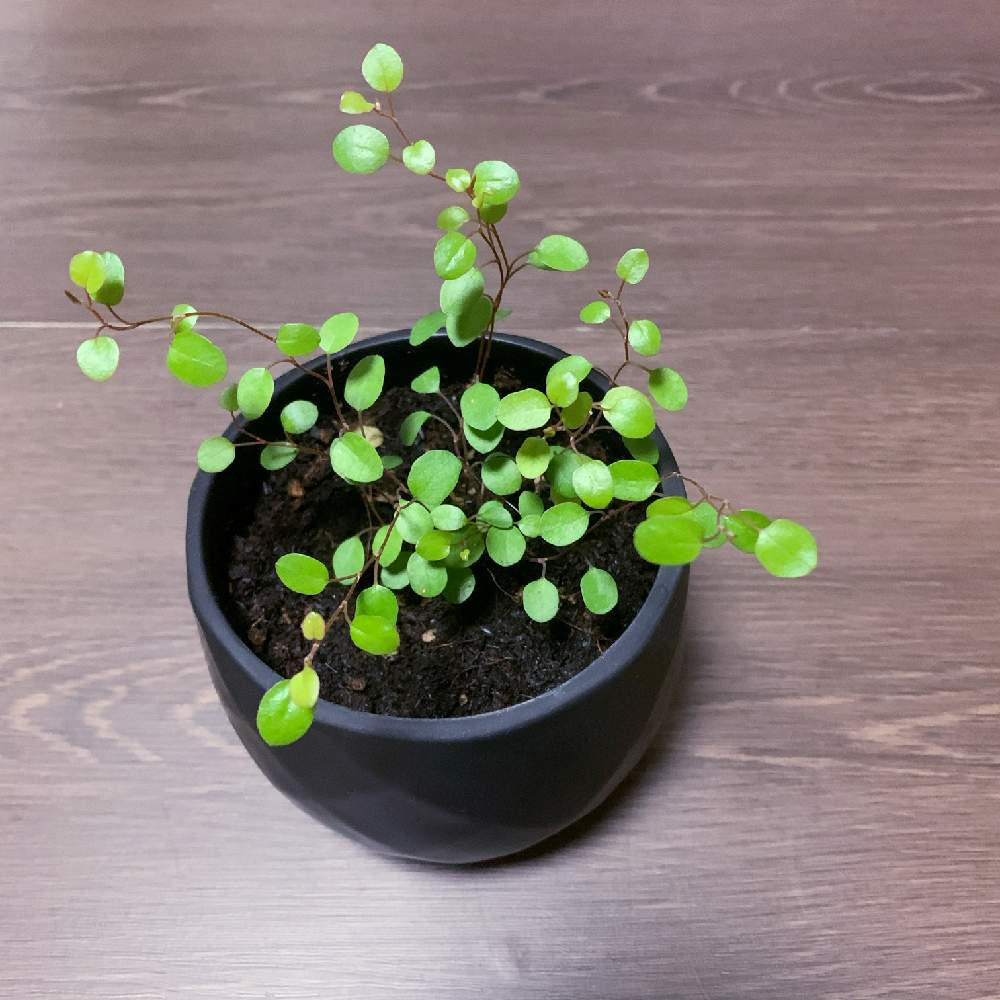 ワイヤープランツの投稿画像 By Hikaruさん 観葉植物とグリーンのある暮らしとうちの子紹介 月4月11日 Greensnap グリーンスナップ