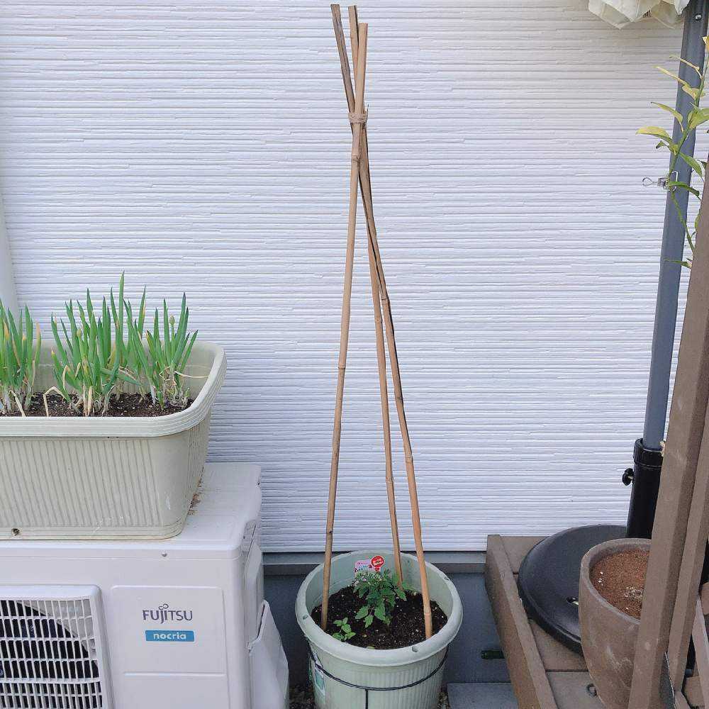 ミニトマト成長記録 Greensnap グリーンスナップ