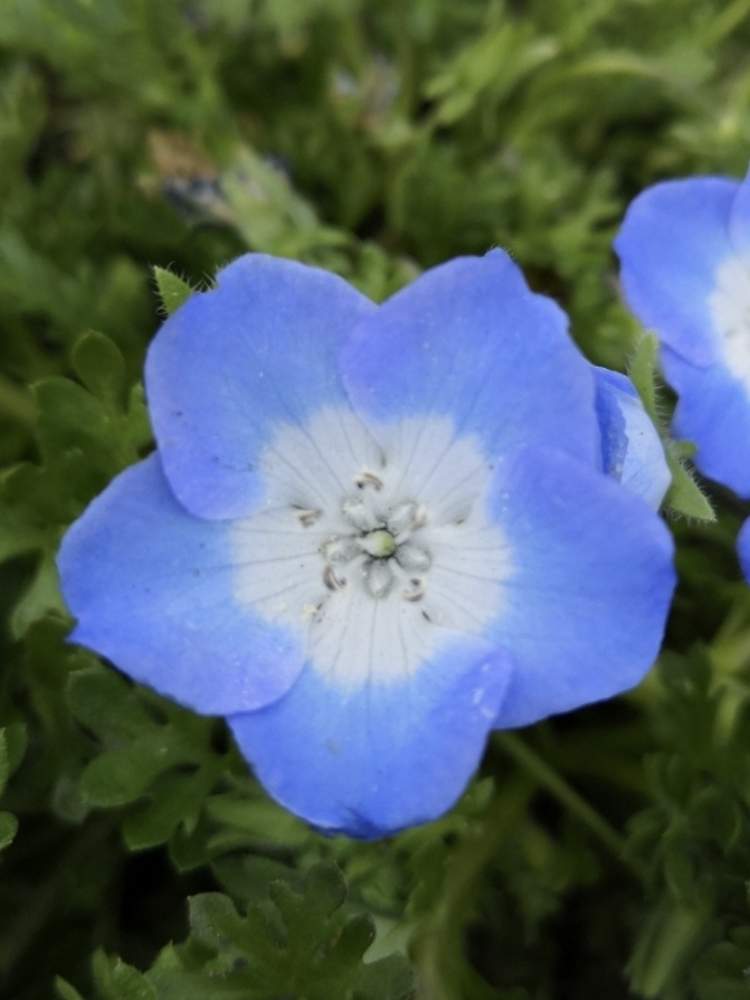 ネモフィラの投稿画像 By Mayaさん 月4月12日 Greensnap グリーンスナップ