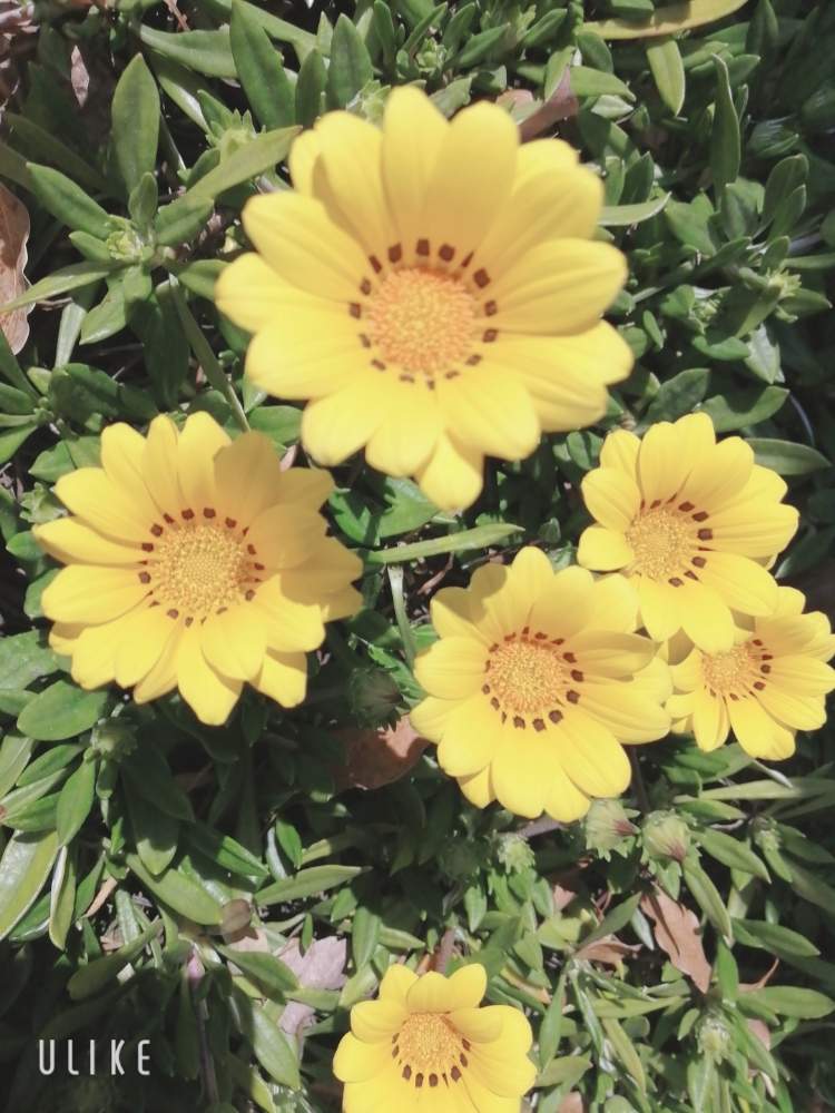 マーガレットの投稿画像 By 朔良 さくら さん ガザニアとお出かけ先にて 月4月12日 Greensnap グリーンスナップ