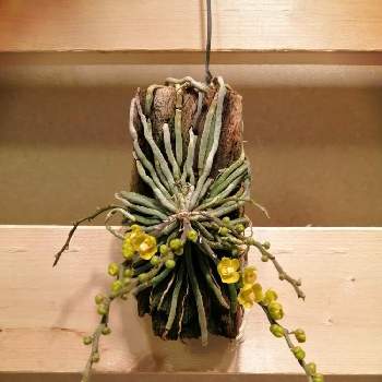キロキスタ属の画像 by チャーミーさん | キロキスタ パリシーと植物のある暮らしと着生ランとおうち園芸と植中毒とキロキスタ属
