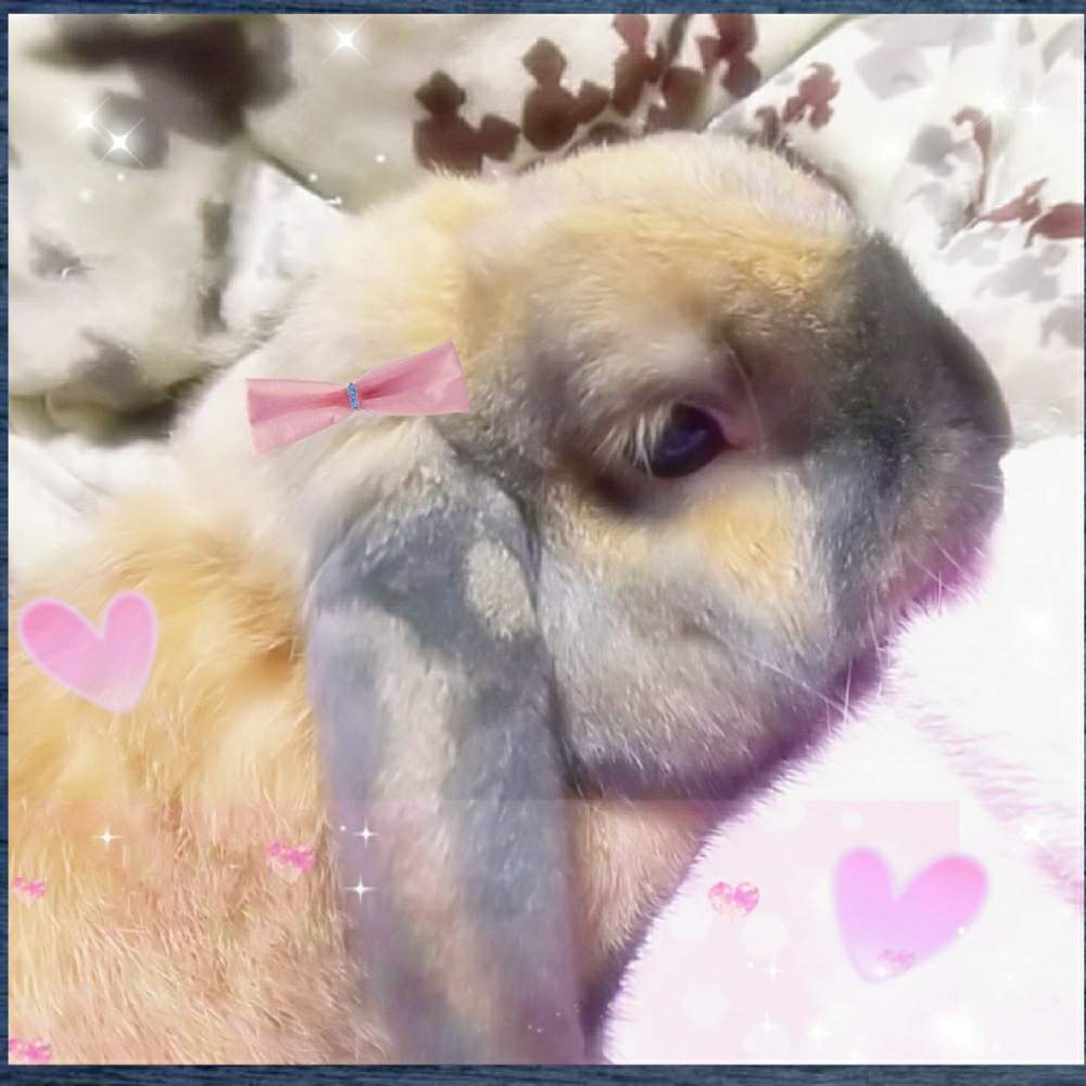 ウサギさんの投稿画像 By Chacoさん 我が家のペットとうさぎとロップイヤー 月4月12日 Greensnap グリーンスナップ