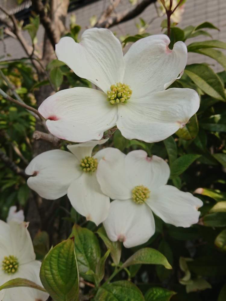 ハナミズキの投稿画像 By Blankaさん 樹木とお散歩道と可愛い花と花のある暮らしと白い花 月4月12日 Greensnap グリーンスナップ