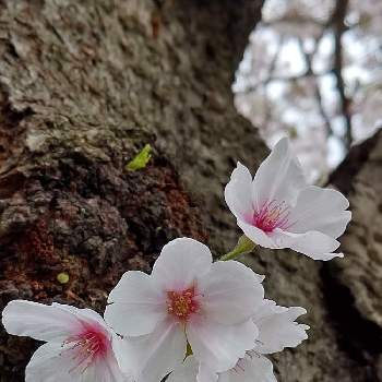 胴吹き桜の投稿画像一覧 Greensnap グリーンスナップ