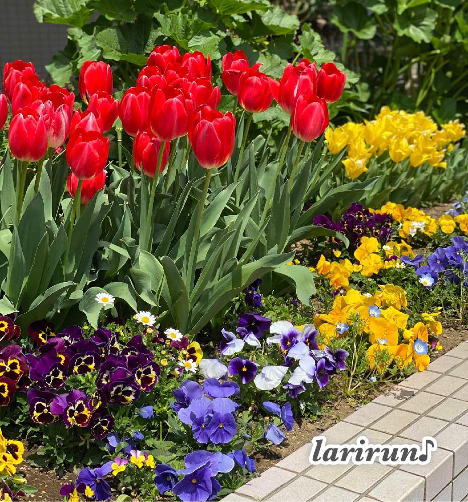 チューリップの投稿画像 By らりるん さん パンジーと花壇と チューリップとチューリップフォトコン 月4月12日 Greensnap グリーンスナップ