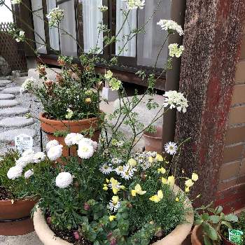 マーガレットマルコロッシの投稿画像一覧 Greensnap グリーンスナップ