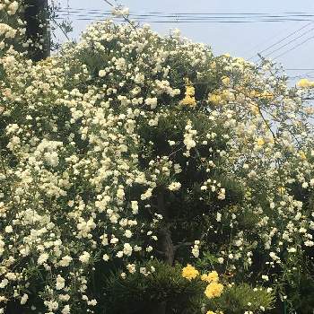 モッコウバラ アーチ