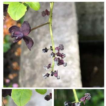 ミツバアケビ*の画像 by やっちゃんさん | アケビの花と花のある暮らしとiPhone撮影とミツバアケビ*と日当たりの良い南の庭