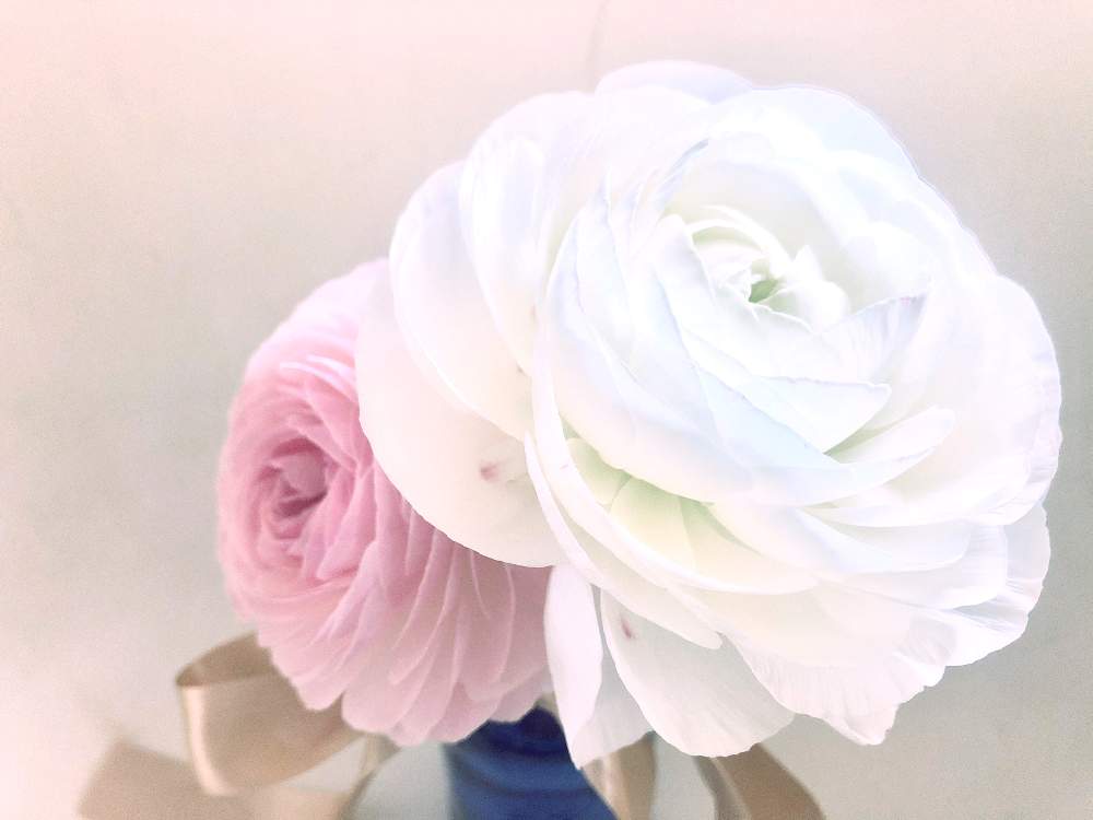 ラナンキュラスの投稿画像 By Makiさん 切り花と白い花と季節の花と花のある暮らし 月4月12日 Greensnap グリーンスナップ