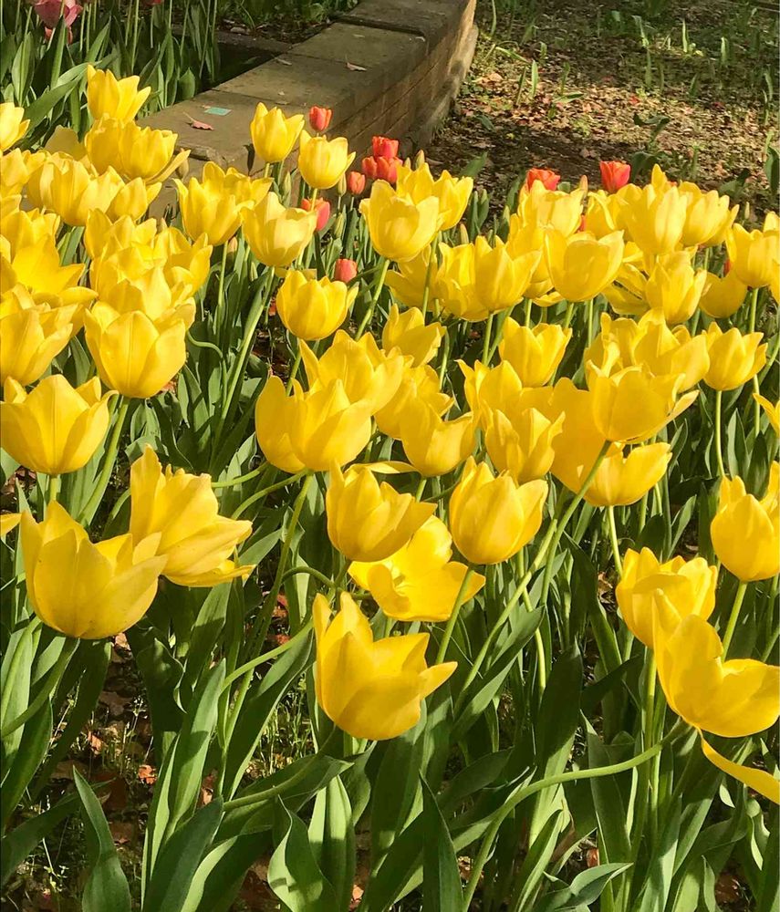 けろやさんの横浜公園への投稿