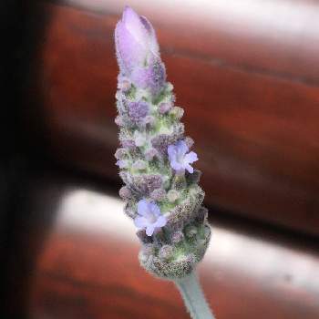 フリンジラベンダーの投稿画像一覧 Greensnap グリーンスナップ