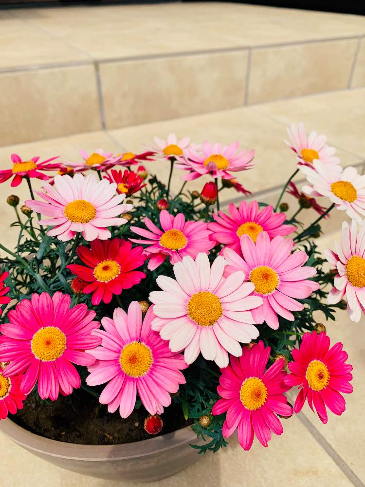 マーガレットの投稿画像 By Pogeeさん マーガレットストロベリーホイップと初心者ですと鉢植えのお花と新型コロナウィルスに負けるなと癒しと鉢植え 月4月12日 Greensnap グリーンスナップ