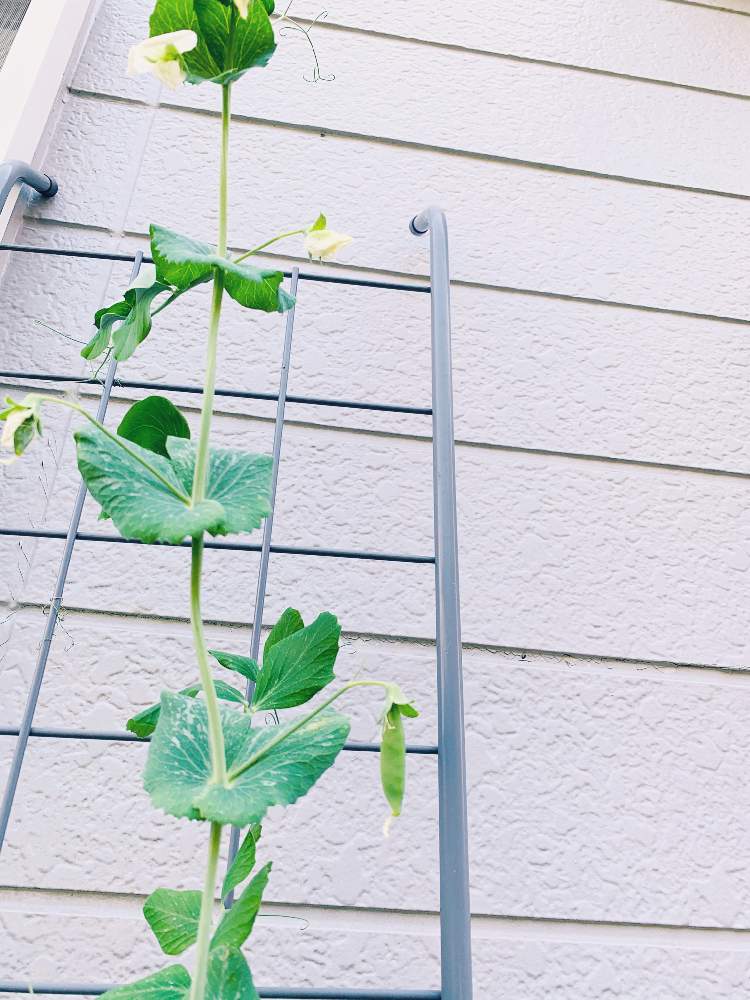 植物だいすきの投稿画像 By みゆうでらっくすさん おうち園芸とつる性植物とお手入れ簡単と白いお花と野菜作りと花のある暮らし 月4月12日 Greensnap グリーンスナップ