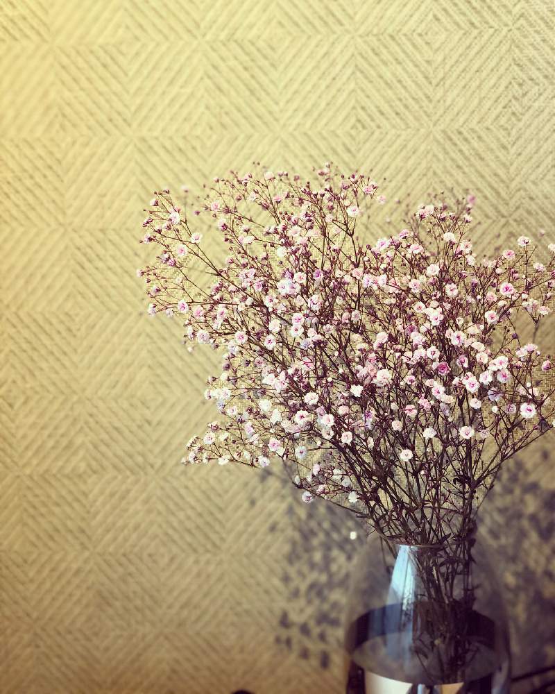 ピンクのかすみ草の投稿画像 By ボン助さん 花のある暮らし 月4月12日 Greensnap グリーンスナップ