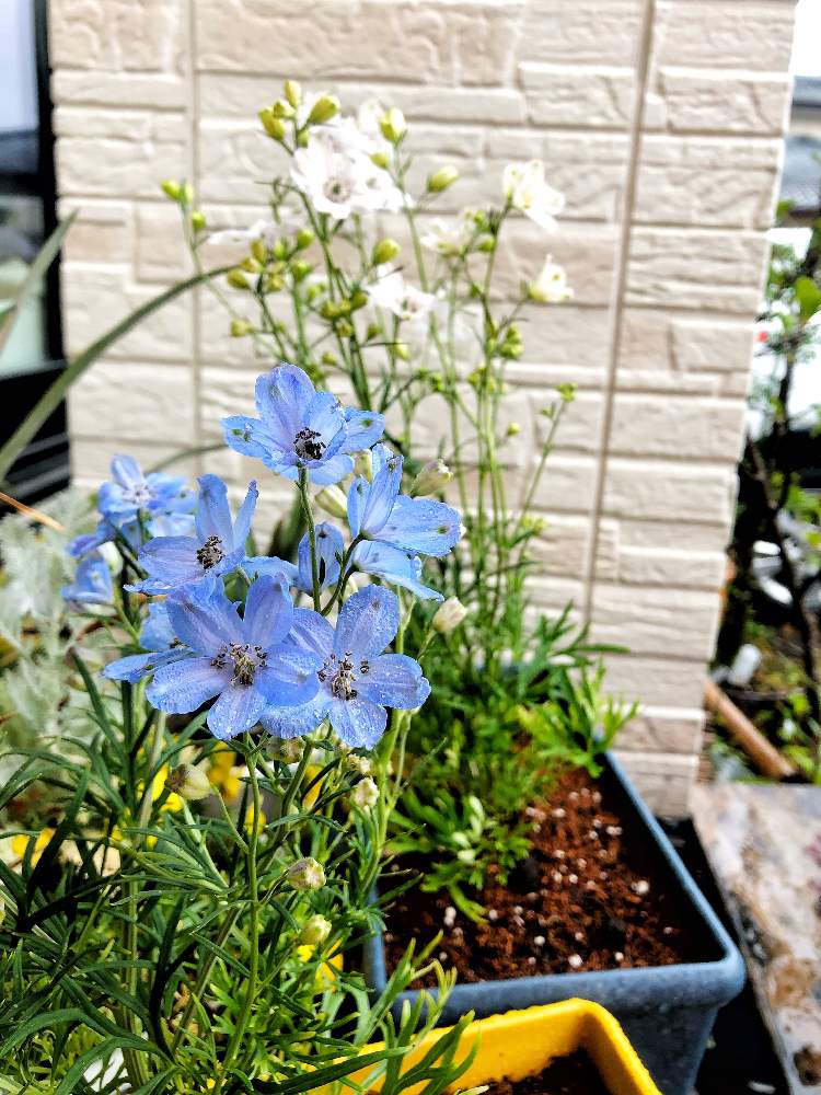 デルフィ二ウムの投稿画像 By ジーンさん 花に囲まれたいとステキな色と可愛い花と花のある生活とキレイな花とおうち園芸と花好きと花のある暮らし 月4月12日 Greensnap グリーンスナップ