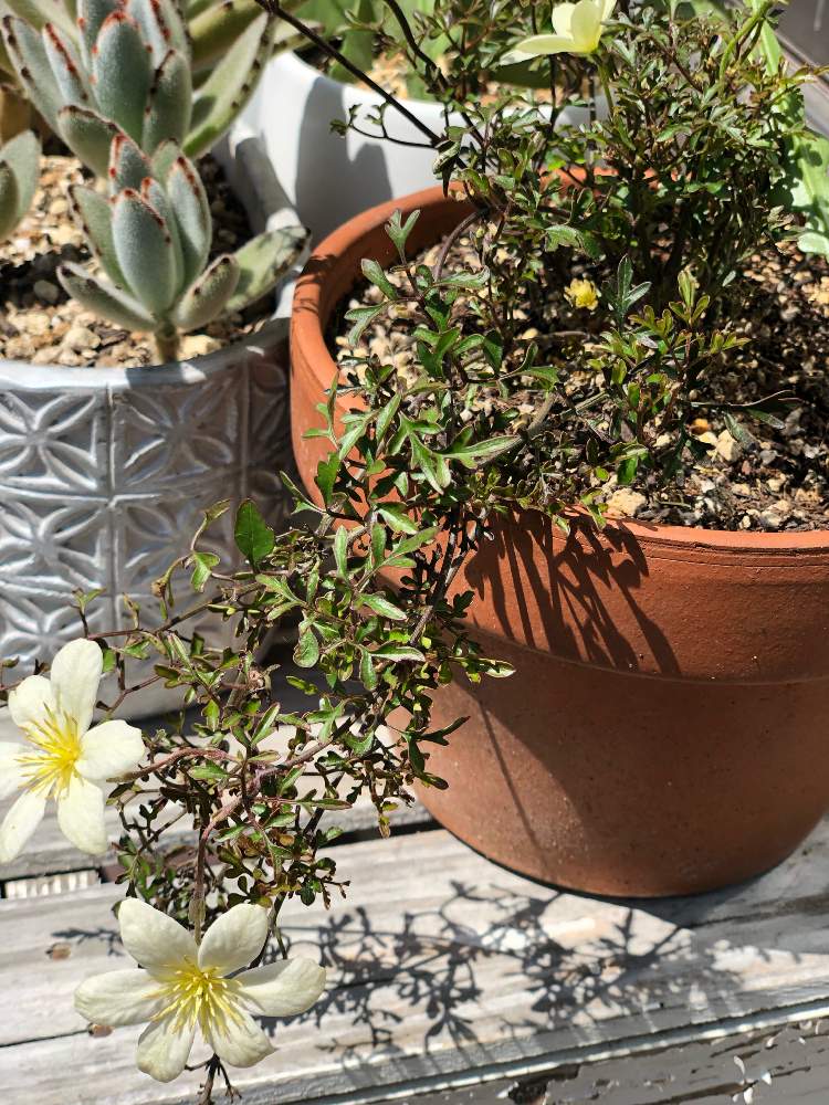 クレマチス ペトリエイの投稿画像 By キミドリ本舗さん 月兎耳 つきとじ 月4月12日 Greensnap グリーンスナップ