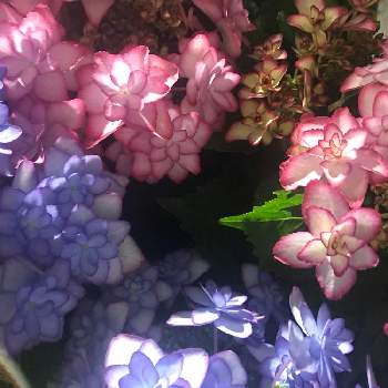 2色植えの投稿画像一覧 Greensnap グリーンスナップ