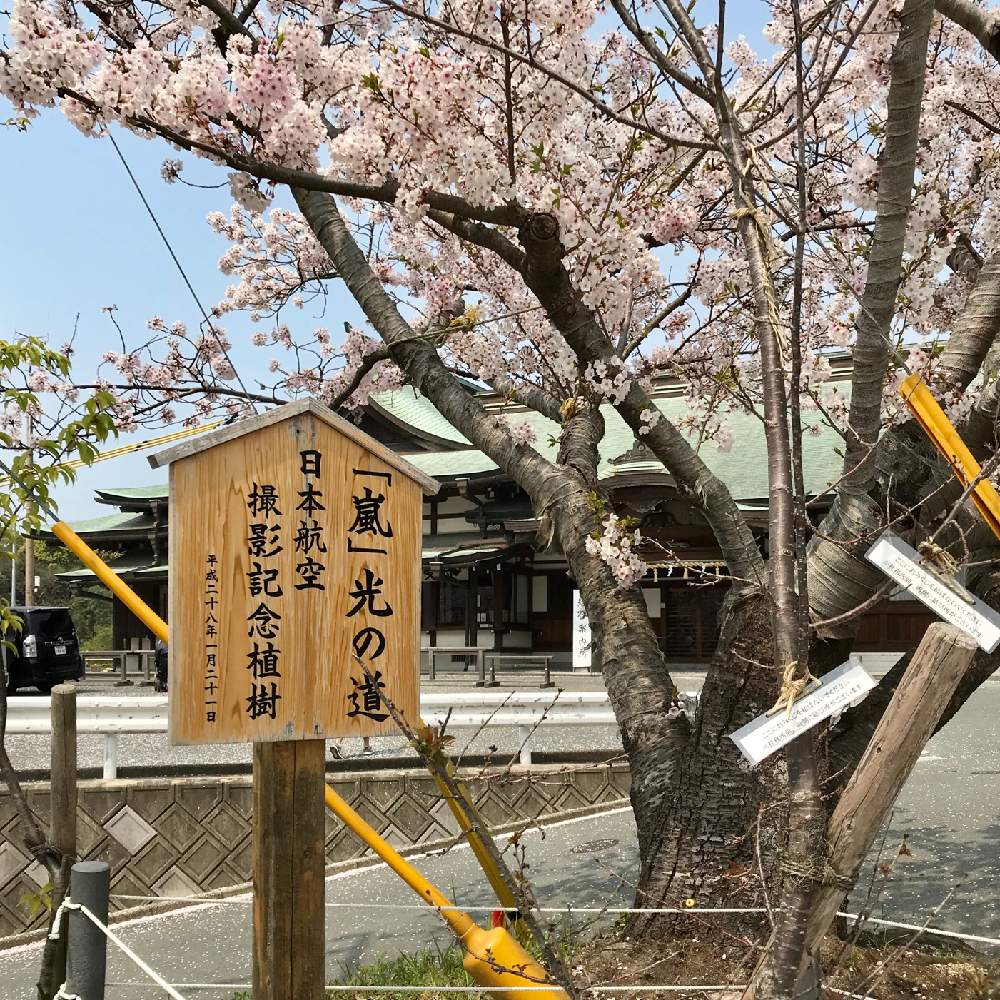 さくら サクラ 桜の投稿画像 By Sariaさん 神社とお出掛け先とさくらと福岡県と宮地嶽神社 月4月12日 Greensnap グリーンスナップ