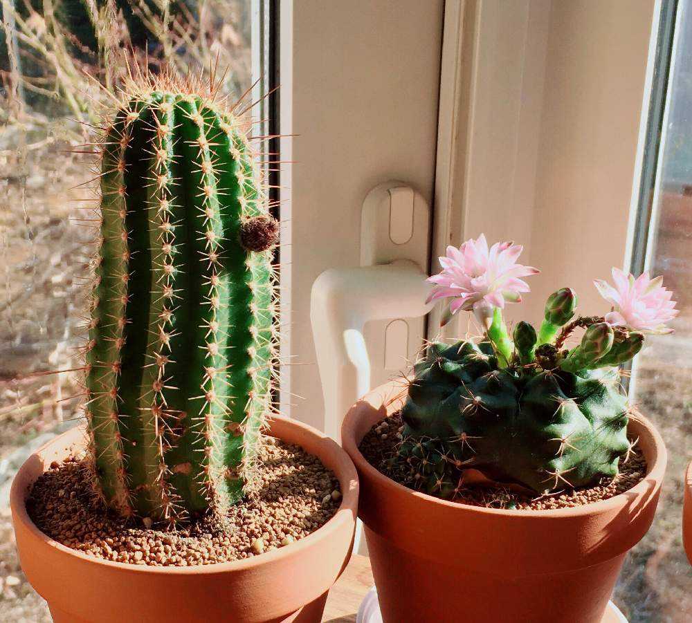 パキケレウス 武衛柱 開花 Greensnap グリーンスナップ