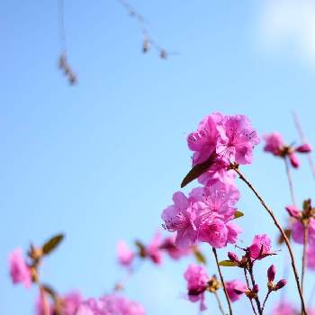 躑躅の花の画像 by shigeさん | 小さな庭と ツツジと躑躅の花と青空と一眼レフとキャノン一眼レフ