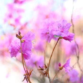 躑躅の花の画像 by shigeさん | 小さな庭と一眼レフと ツツジとキャノン一眼レフと躑躅の花