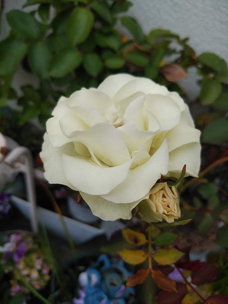 バラの投稿画像 By 96さん バラ 緑光と咲いた と毎年咲くとばら バラ 薔薇 月4月12日 Greensnap グリーンスナップ